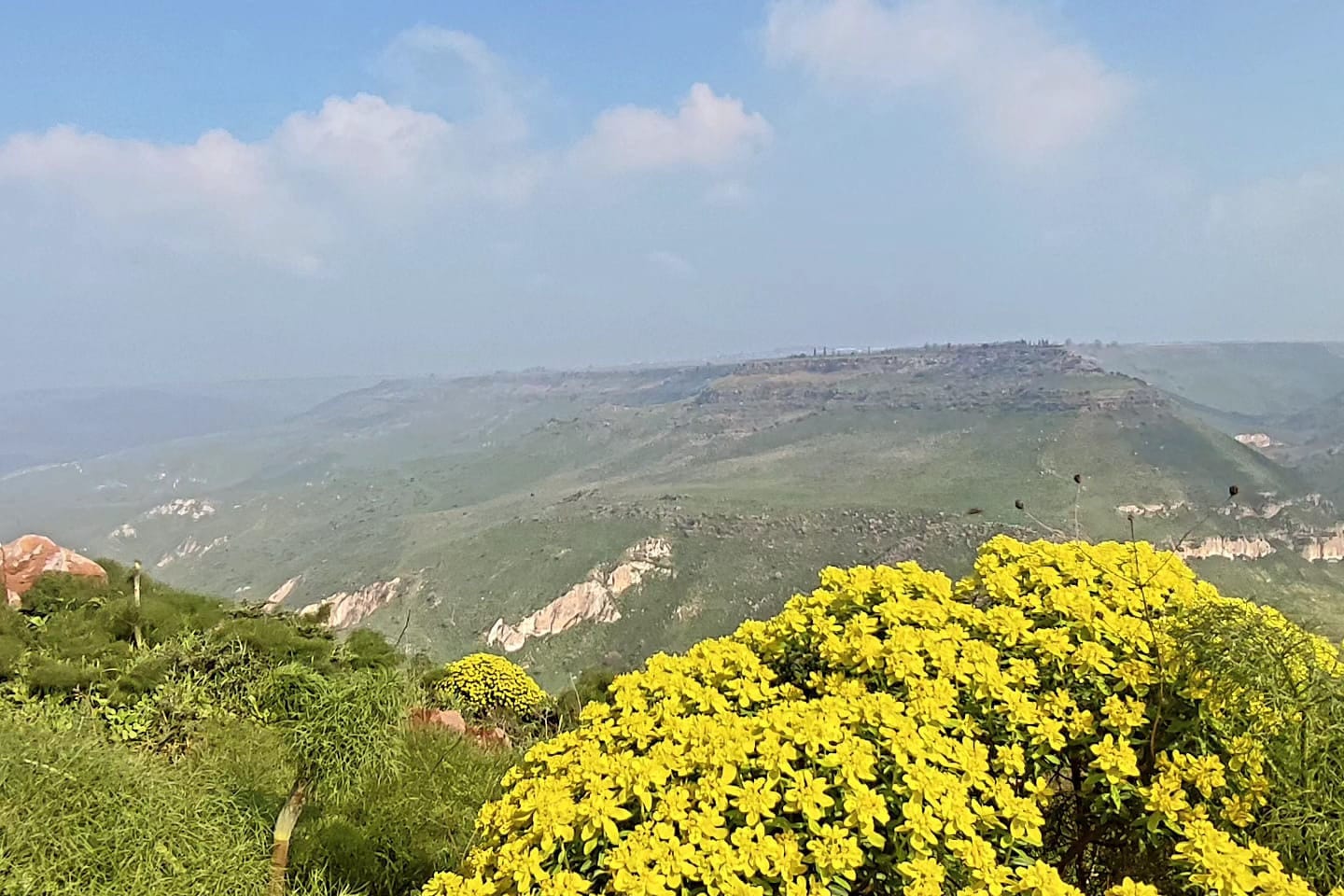נוף הגולן בפריחה צהובה